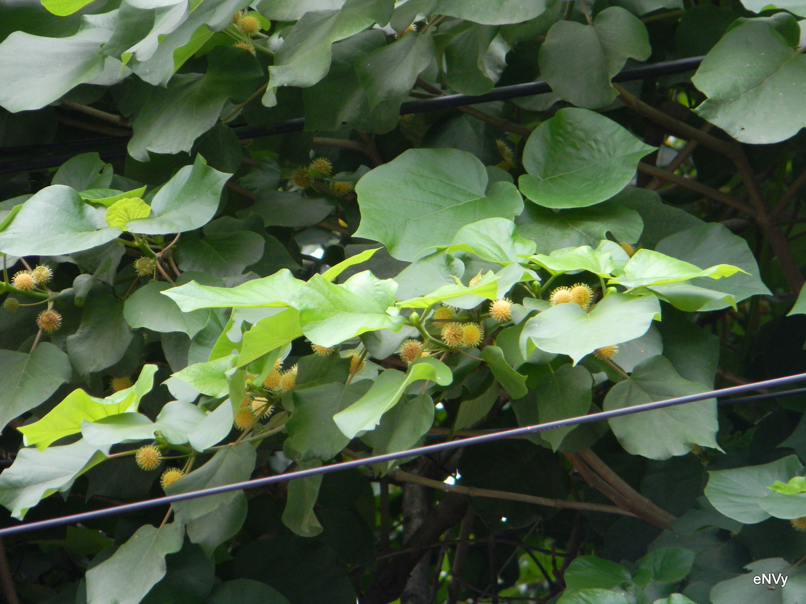 Haldina cordifolia